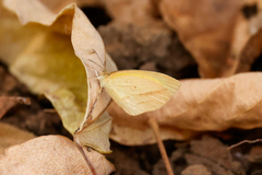 Eurema laeta