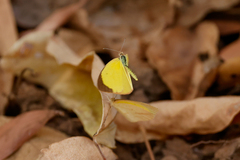 Eurema laeta