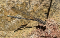 Argia sabino