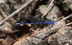 Argia sabino