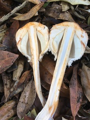 Chlorophyllum rhacodes