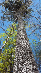 Araucaria araucana