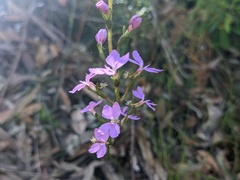 Stylidium graminifolium