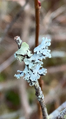 Hypogymnia physodes