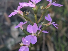 Stylidium graminifolium