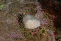 Aplidium