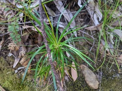 Stylidium graminifolium