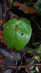 Pleurothallis cordata