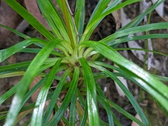 Stylidium graminifolium