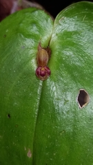 Pleurothallis cordata