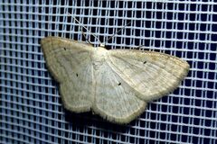 Scopula immutata