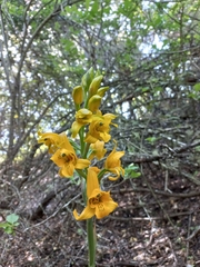 Chloraea gavilu