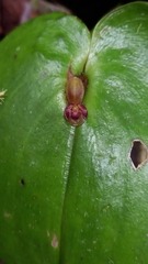 Pleurothallis cordata