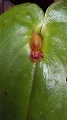 Pleurothallis cordata
