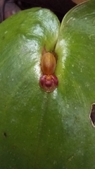 Pleurothallis cordata