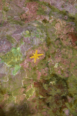 Allostichaster capensis