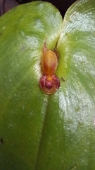 Pleurothallis cordata