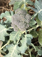 Brassica oleracea italica