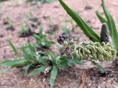 Ledebouria asperifolia