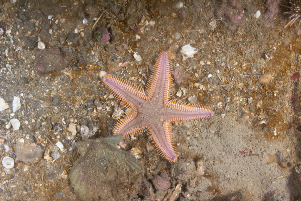 Astropecten from San Antonio, Río Negro, Argentina on November 18, 2022 ...