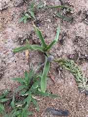 Ledebouria asperifolia
