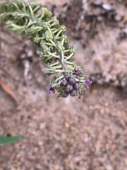 Ledebouria asperifolia