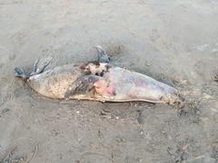 Arctocephalus australis