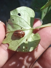 Chelymorpha cribraria