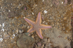 Astropecten brasiliensis