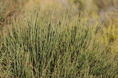 Ephedra fragilis