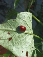Chelymorpha cribraria