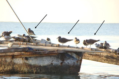 Ichthyaetus hemprichii