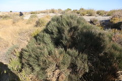 Ephedra fragilis