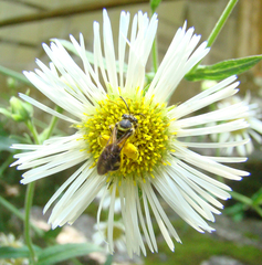 Neocorynura