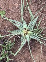 Ledebouria inquinata