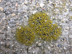 Candelariella aurella