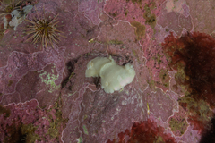 Diaulula punctuolata