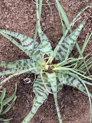 Ledebouria inquinata