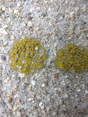 Candelariella aurella