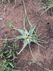 Ledebouria inquinata