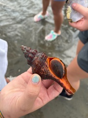 Triplofusus giganteus