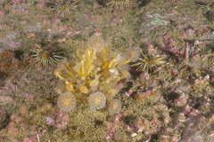 Sycozoa gaimardi