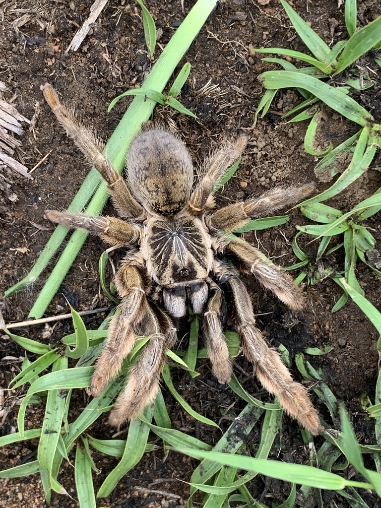 Starburst Baboon Spiders