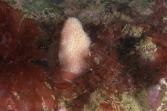 Aplidium