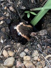 Phrynomantis bifasciatus