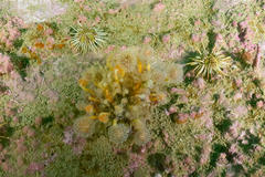Sycozoa gaimardi