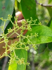 Hippocratea volubilis