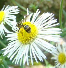 Neocorynura