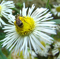 Neocorynura
