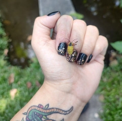 Chauliognathus flavipes